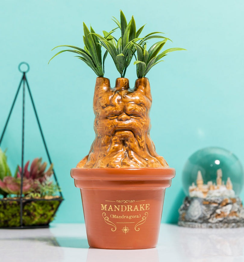 Vaso Mandragola